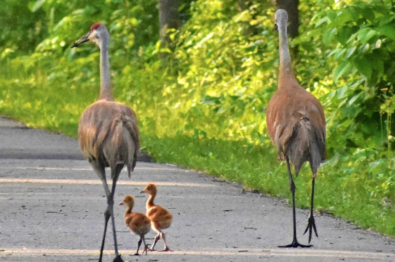 Paul Henry Thornapple Trail - Middleville to Irving